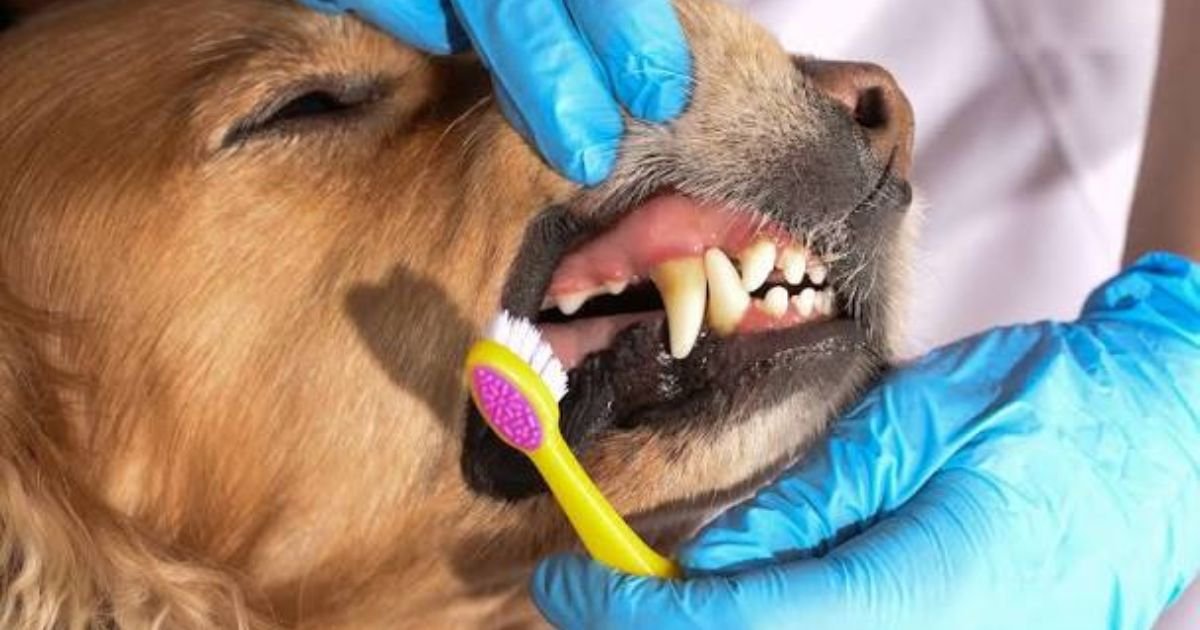 Pet Dental Care