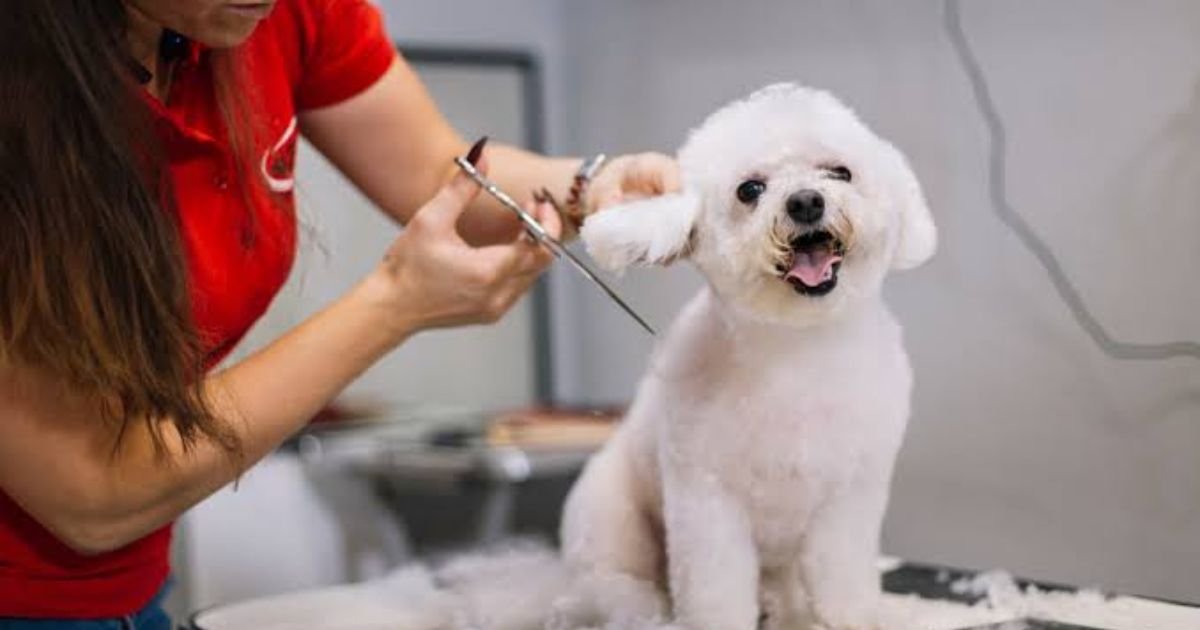 Pet Groomer