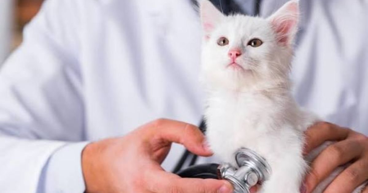 Pet Insurance for Cats
