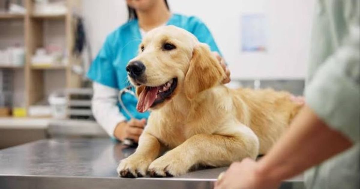 Pet Insurance