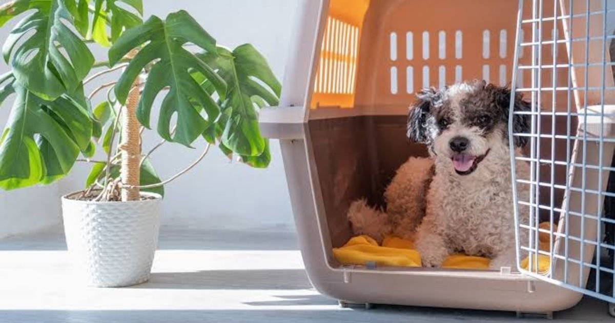 pet boarding